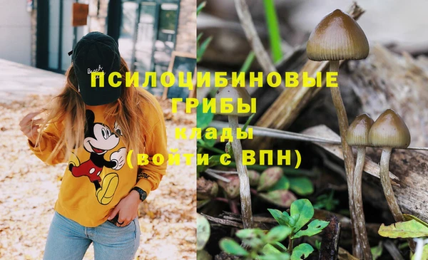 стафф Алзамай